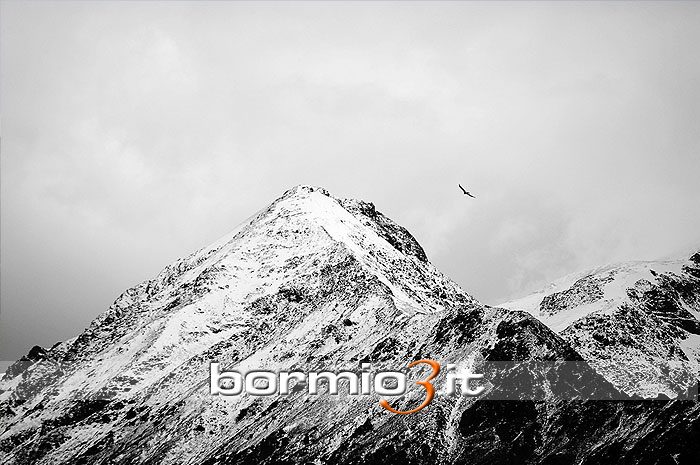 Aquila Reale in volo sul Monte Pasquale