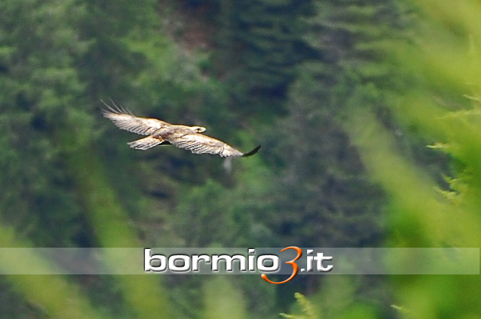 Aquila Reale nel Parco dello Stelvio