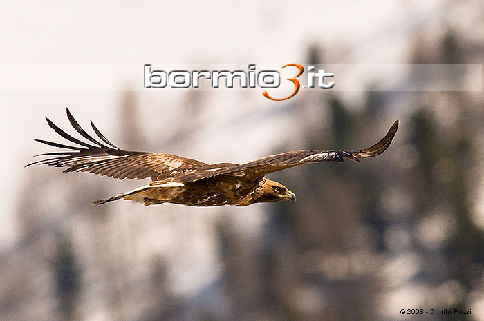 Aquila Reale