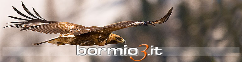 Aquila Reale nel Parco dello Stelvio