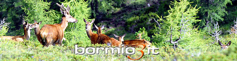 Il cervo nel Parco Nazionale dello Stelvio