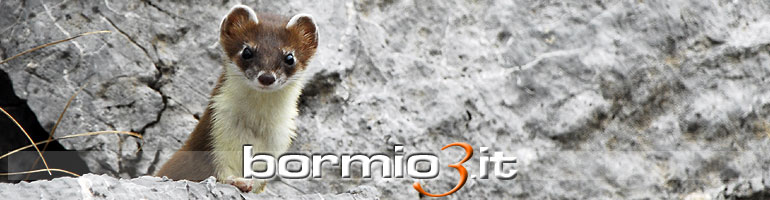 L'ermellino nel Parco Nazionale dello Stelvio