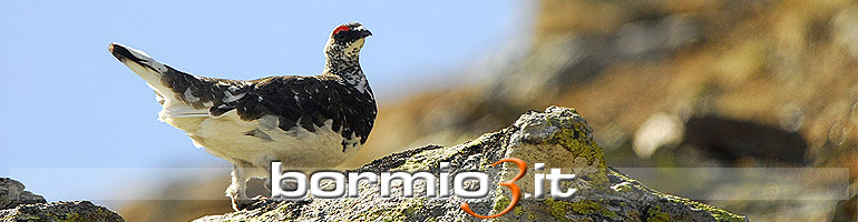 Pernice Bianca in estate
