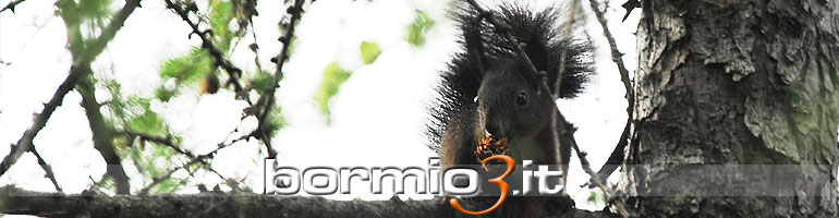 Lo scoiattolo nel Parco Nazionale dello Stelvio