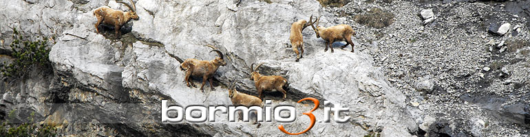 Lo stambecco nel Parco Nazionale dello Stelvio
