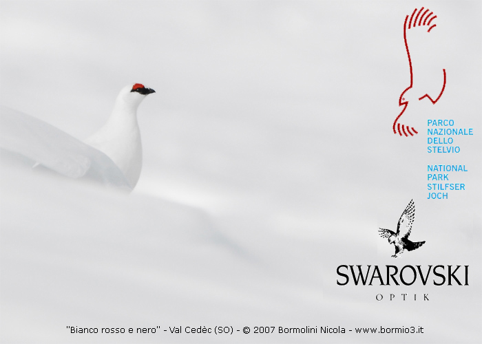 Primo premio concorso fotografico Parco Stelvio