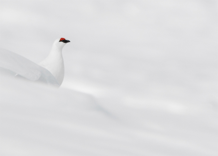 Pernice Bianca in manto invernale