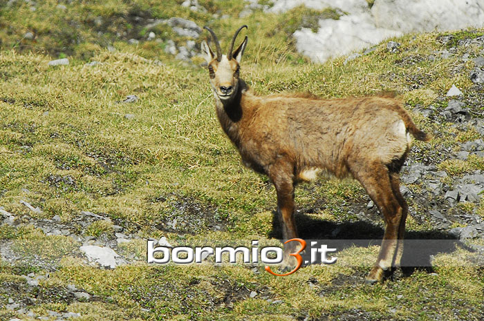 Esemplare femmina di Camoscio
