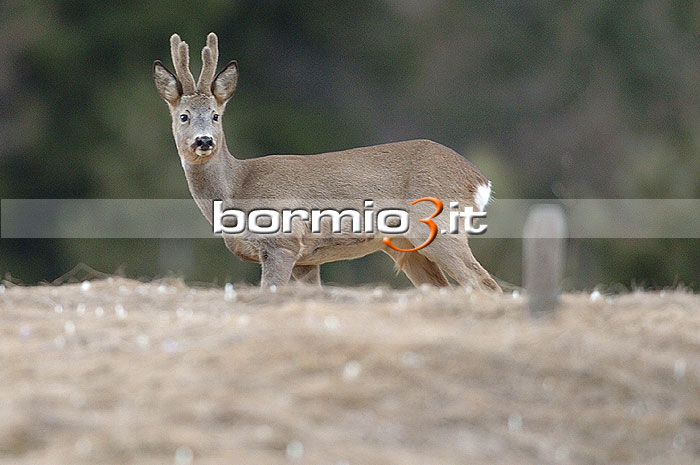 Capriolo nel Parco Nazionale dello Stelvio