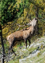 Il bramito del cervo