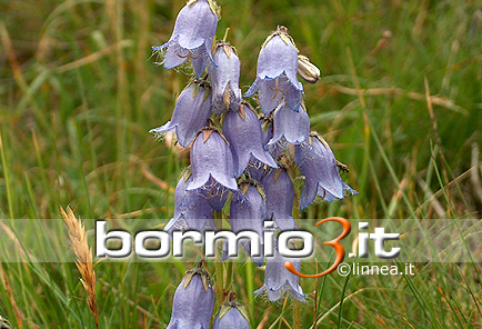 Campanula barbata ovvero Campanula barbata