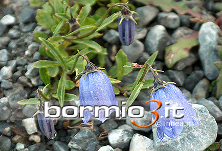 Campanula dei ghiaioni, Campanula con foglie a cucchiaio ovvero Campanula cochlearifolia