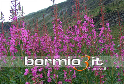 Erba di S. Antonio, Garofanino maggiore, Epilobio a foglie strette ovvero Epilobium angustifolium