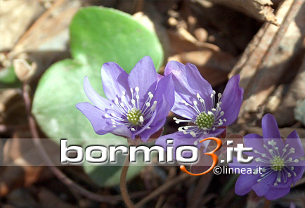 Erba trinita',  Anemone epatica ovvero Hepatica nobilis