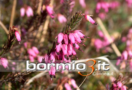Erica carnicina, Erica scopina, Brugo ovvero Erica herbacea