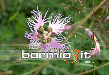 Garofano a pennacchio ovvero Dianthus superbus