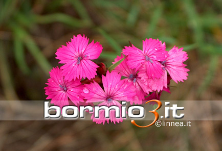 Garofano dei Certosini o Garofano selvatico ovvero Dianthus carthusianorum