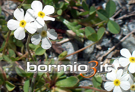 Gelsomino di montagna ovvero Androsace obtusifolia