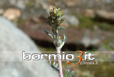Genepi maschio o Genepi o Assenzio spicata ovvero Artemisia Genipi