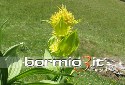 Genziana maggiore o Genziana gialla ovvero Gentiana lutea