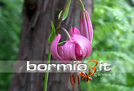 Giglio martagone ovvero Lilium martagon