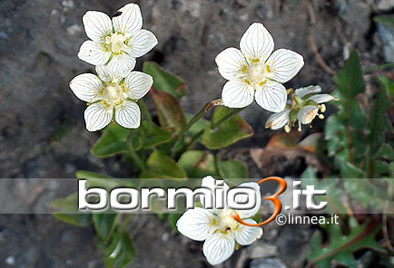 Parnassia o Graminia di Parnasso  ovvero Parnassia palustris