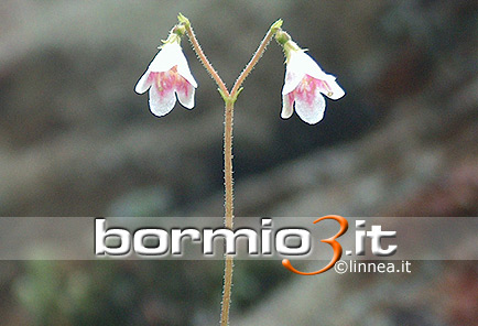 Linnea ovvero Linnaea Borealis