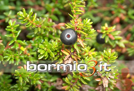 Moretta comune o Empetro nero o Erica a bacche ovvero Empetrum nigrum L. subsp. ermaphroditum