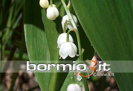 Mughetto o Giglio delle convalle ovvero Convallaria majalis