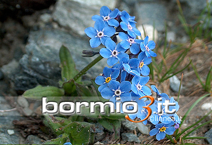 Nontiscordardime o Orecchia di topo alpina ovvero Myosotis alpestris