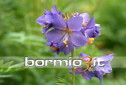 Polemonio azzurro o Valeriana greca ovvero Polemonium caeruleum