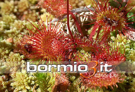 Rosolia o Drosera a foglie rotonde ovvero Drosera rotundifolia