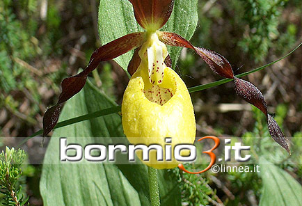 Pianella della Madonna o Scarpetta di Venere ovvero Cypripedium Calceolus