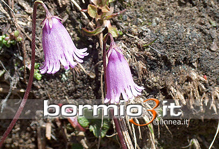 Soldanella comune ovvero Soldanella Alpina