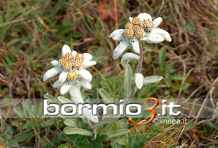 Stella alpina o Edelweiss o Fior di Roccia ovvero Leontopodium Alpinum