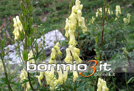 Strozzalupo o Luparia ovvero Aconitum vulparia
