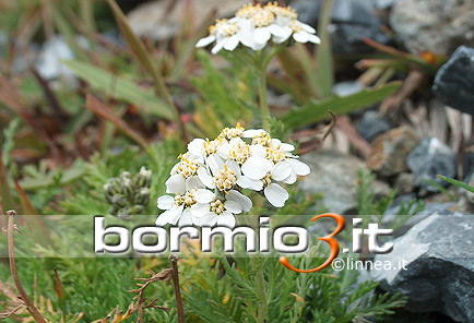 Taneda o  Achillea moscata o Millefoglio del granito ovvero Achillea erba - rotta