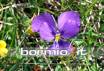 Viola con sperone o Viola di monte ovvero Viola calcarata