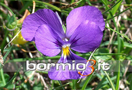 Viola con sperone o Viola di monte ovvero Viola calcarata L.