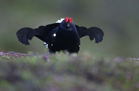 Il gallo forcello