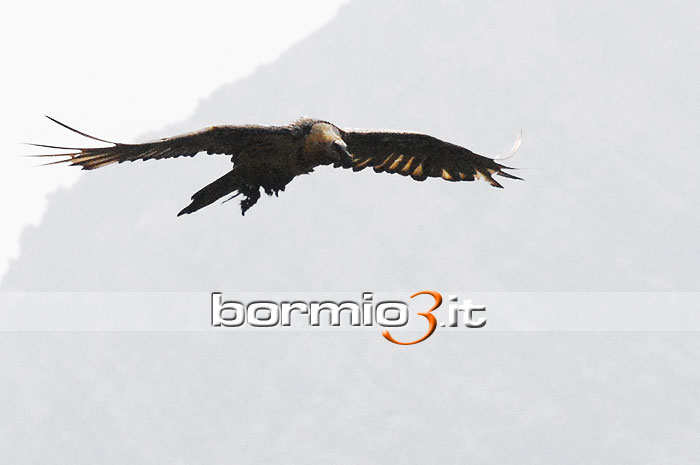 Il Gipeto in volo nella Valle del Braulio