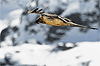 Immagine del Gipeto in volo nella Valle dei Forni