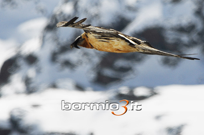 Gipeto in volo nella Valle dei Forni