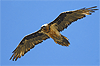 Il Gipeto in volo in una splendida giornata estiva nella Valle del Braulio.