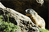 Immagine di una marmotta nel Parco dello Stelvio