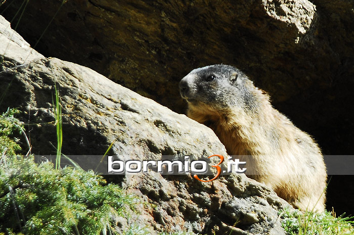 Marmotta nel Parco dello Stelvio