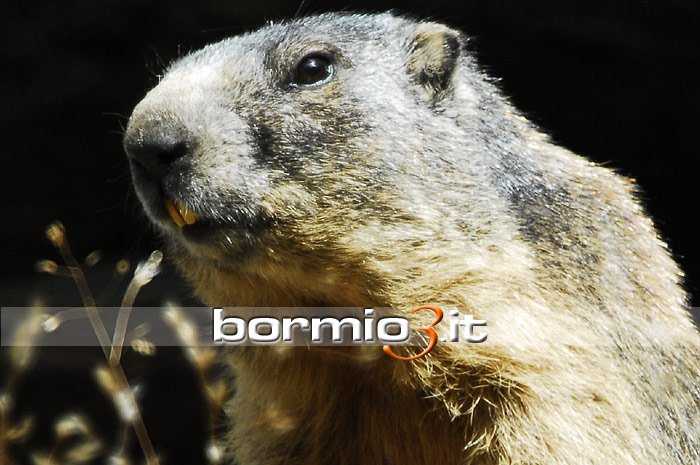 Foto Marmotte