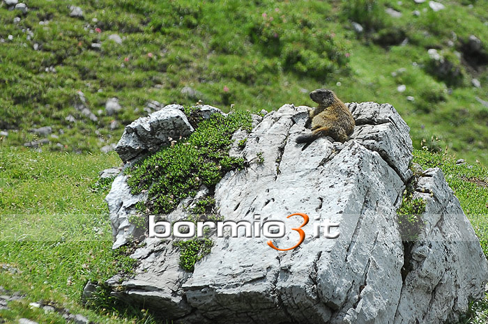 Marmotta