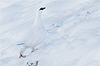 Foto di un maschio di Pernice in abito invernale