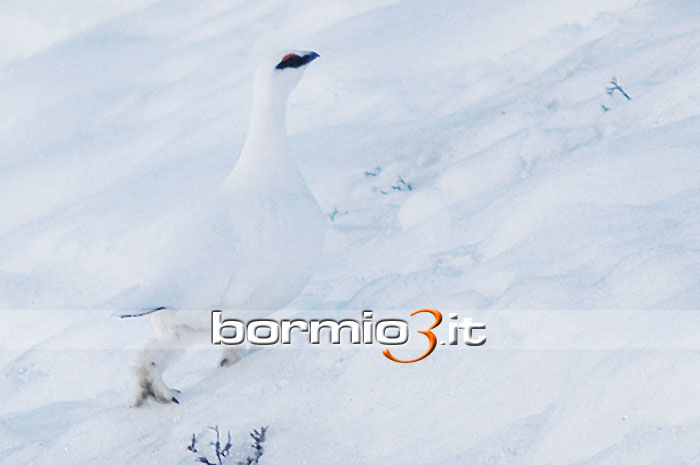 Maschio di Pernice in abito invernale